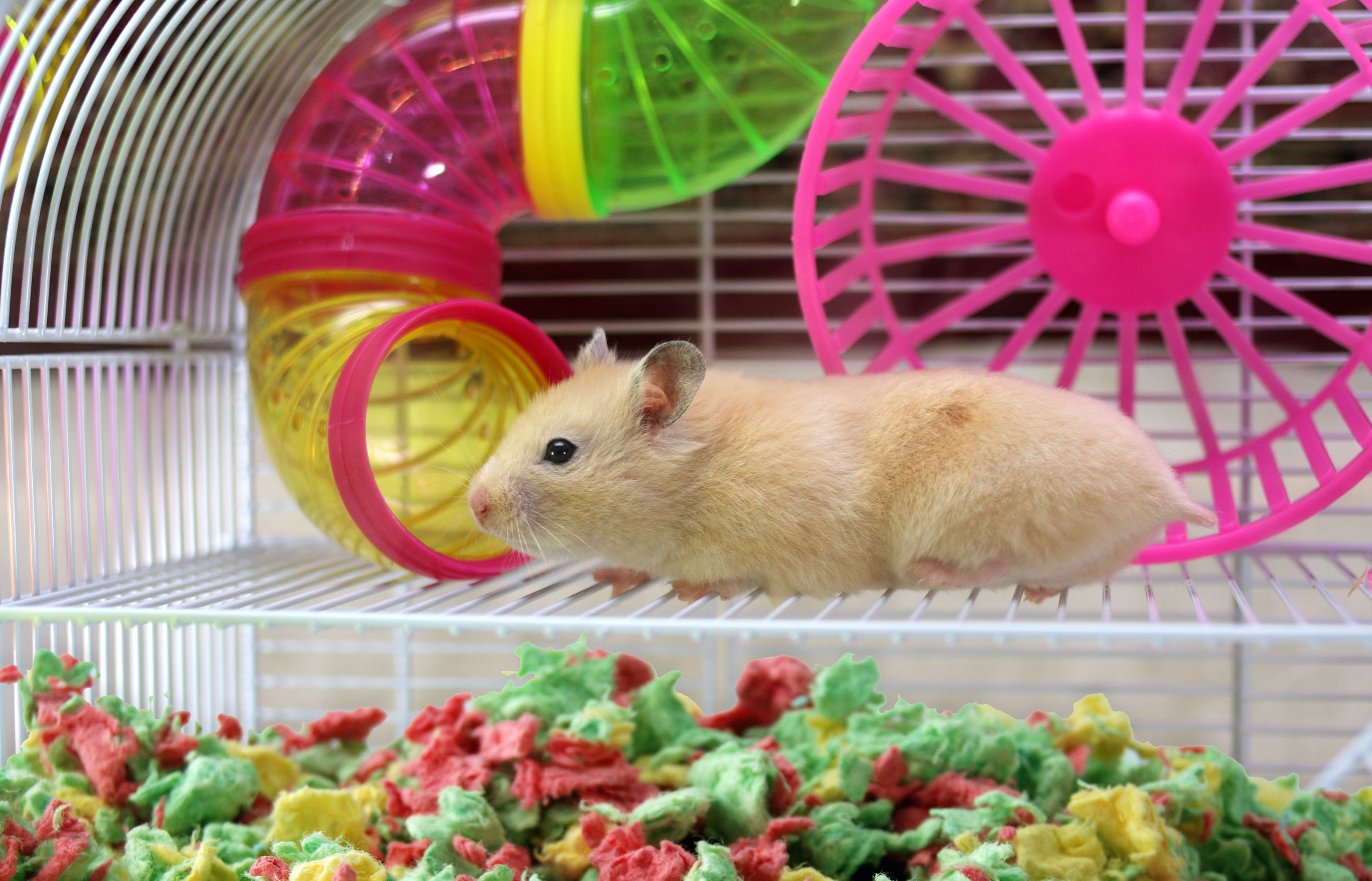 Healthy Pet’s Carefresh® Colorful Creations Brings Living Color to